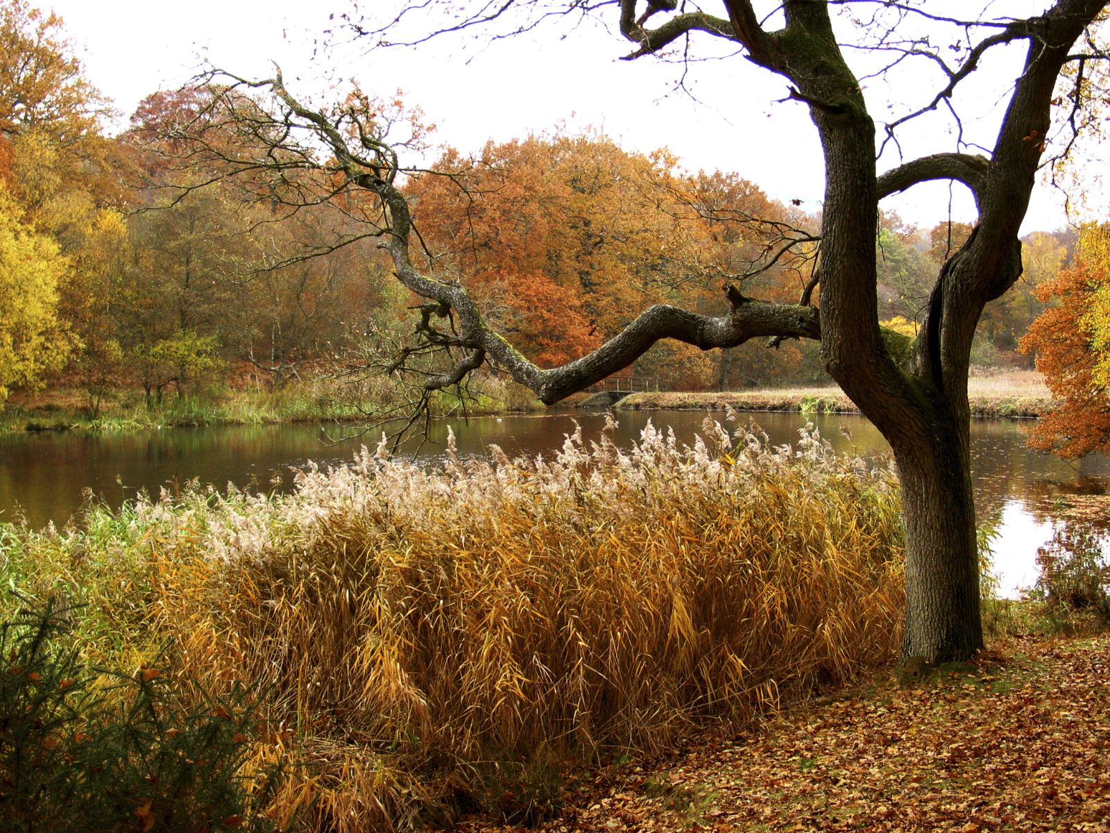 Cannop Ponds credit Linda Wright 